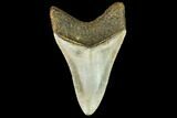 Fossil Megalodon Tooth - North Carolina #109019-2
